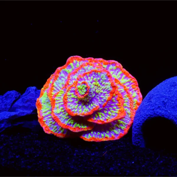 1 pc Fish tank decoration aquarium decoration plants fluorescent spiral coral reef decoration luminous fish tank decoration beta - Image 5