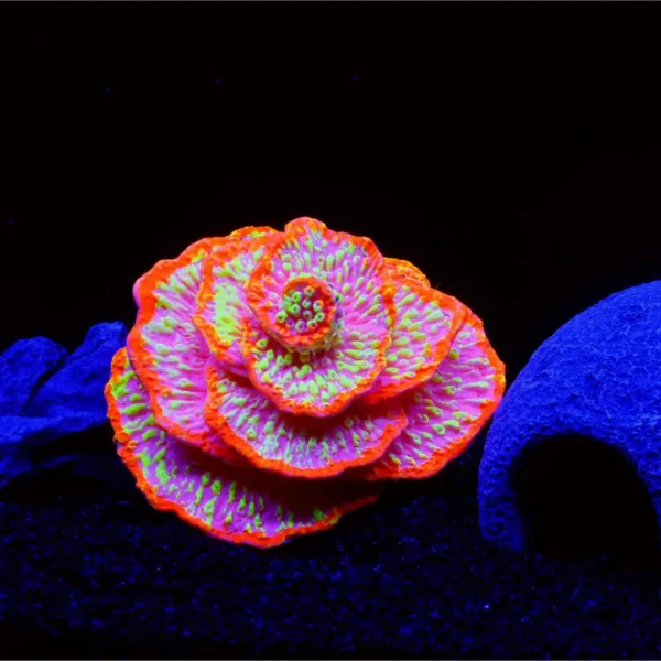 1 pc Fish tank decoration aquarium decoration plants fluorescent spiral coral reef decoration luminous fish tank decoration beta - Image 4
